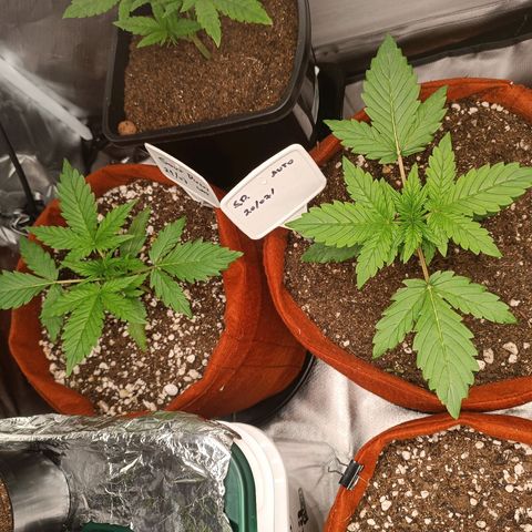 Sour Diesel growlog timeline photo
