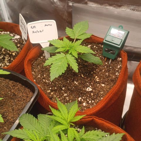 Sour Diesel growlog timeline photo