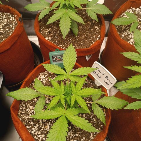 Sour Diesel growlog timeline photo