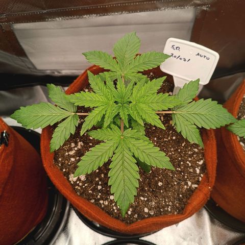 Sour Diesel growlog timeline photo