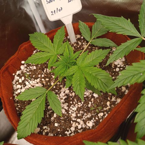 Sour Diesel growlog photo: Planta baixa 8 cm