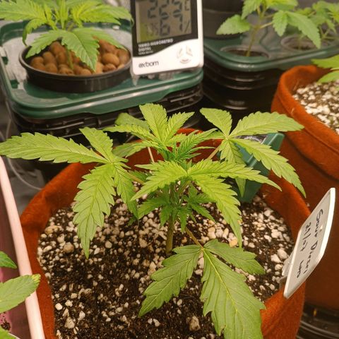 Sour Diesel growlog timeline photo