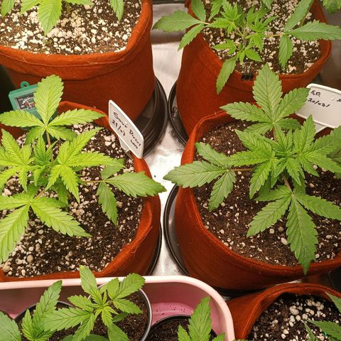 Sour Diesel growlog timeline photo