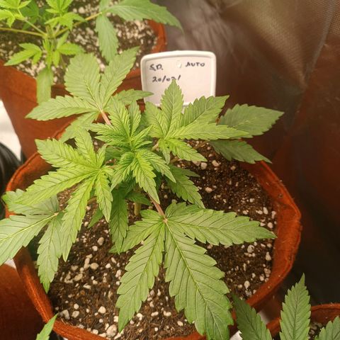 Sour Diesel growlog timeline photo