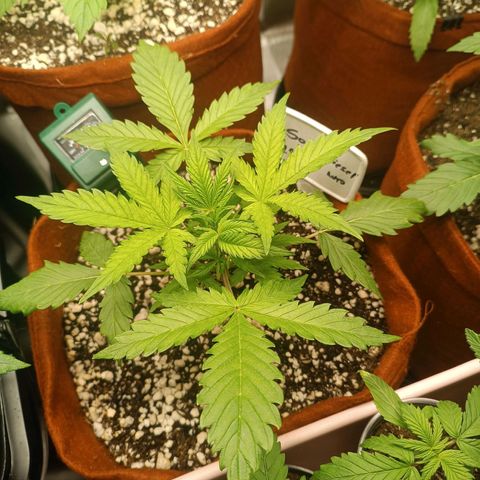 Sour Diesel growlog timeline photo
