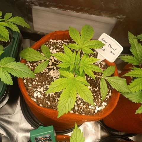 Sour Diesel growlog timeline photo