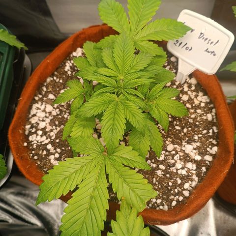 Sour Diesel growlog timeline photo