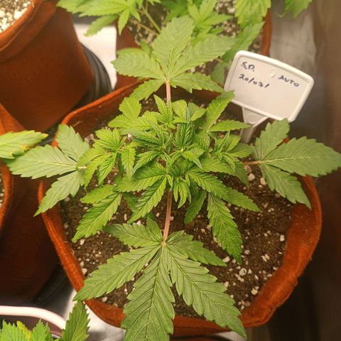 Sour Diesel growlog timeline photo