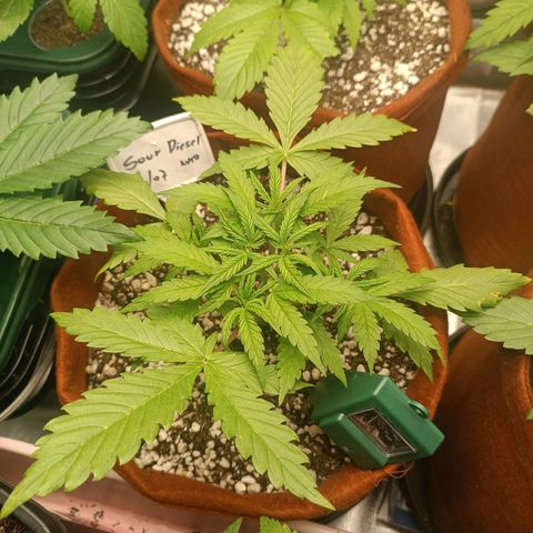 Sour Diesel growlog timeline photo