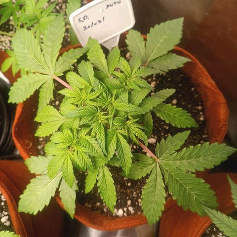 Sour Diesel growlog timeline photo