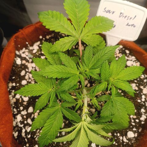 Sour Diesel growlog timeline photo
