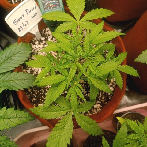 Sour Diesel growlog timeline photo