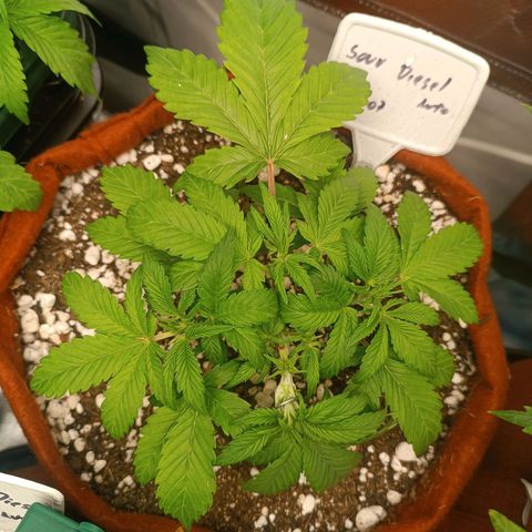 Sour Diesel growlog timeline photo