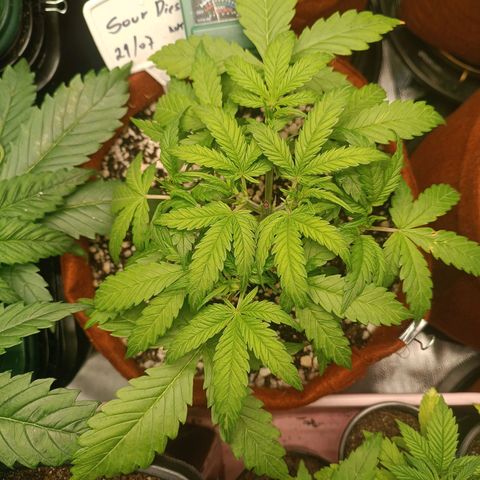 Sour Diesel growlog timeline photo