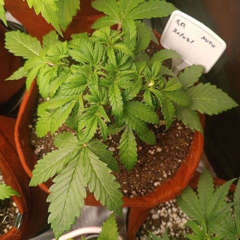 Sour Diesel growlog timeline photo