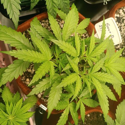Sour Diesel growlog timeline photo