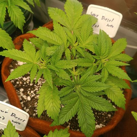 Sour Diesel growlog timeline photo