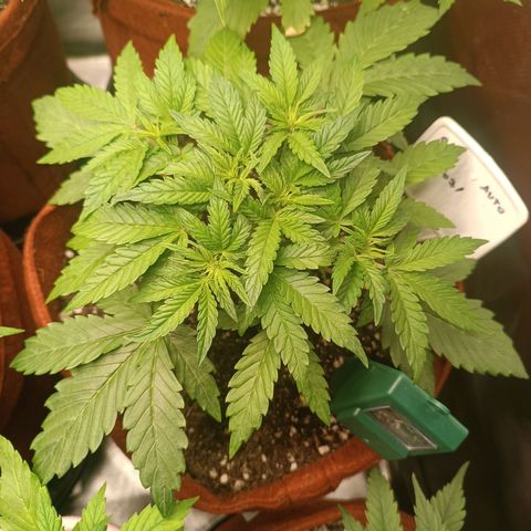 Sour Diesel growlog timeline photo