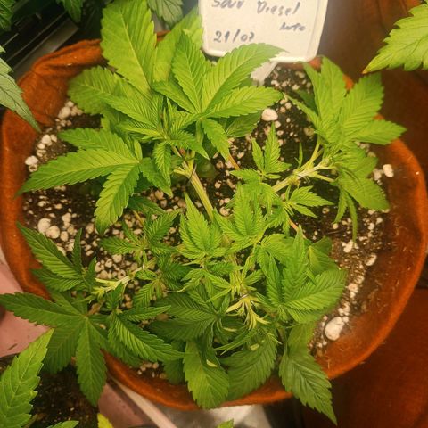 Sour Diesel growlog timeline photo