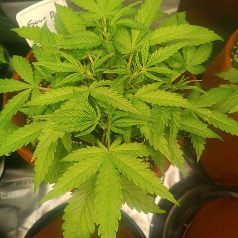 Sour Diesel growlog timeline photo