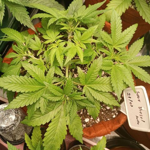 Sour Diesel growlog photo: Lst 