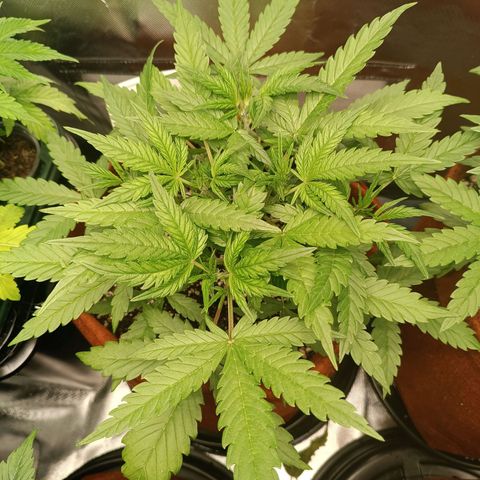 Sour Diesel growlog timeline photo