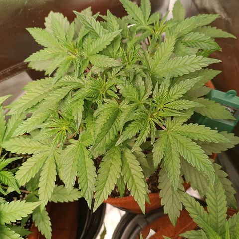 Sour Diesel growlog timeline photo
