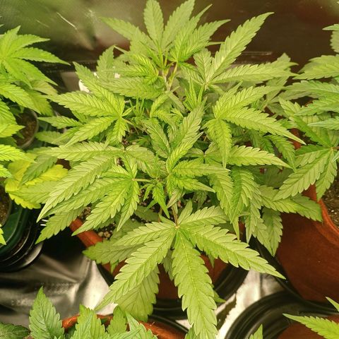 Sour Diesel growlog timeline photo