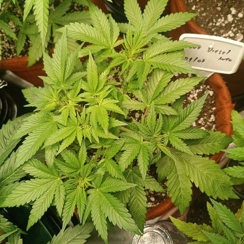 Sour Diesel growlog timeline photo