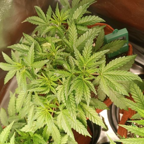 Sour Diesel growlog timeline photo
