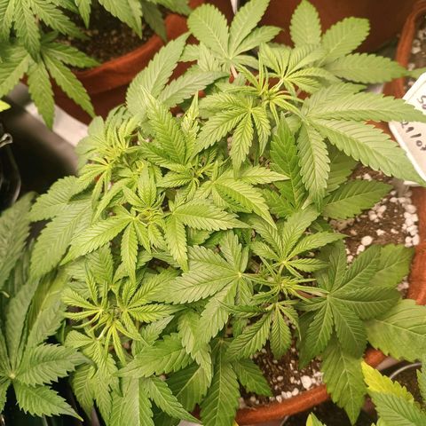 Sour Diesel growlog timeline photo