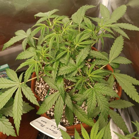 Sour Diesel growlog timeline photo
