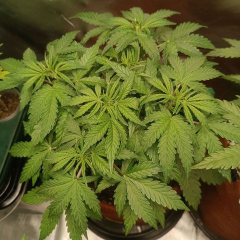 Sour Diesel growlog timeline photo