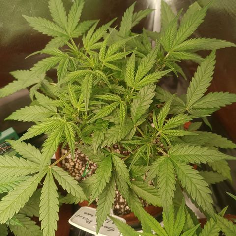 Sour Diesel growlog timeline photo
