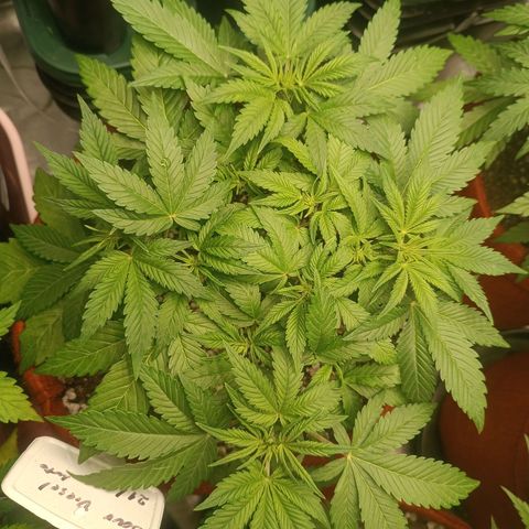 Sour Diesel growlog timeline photo