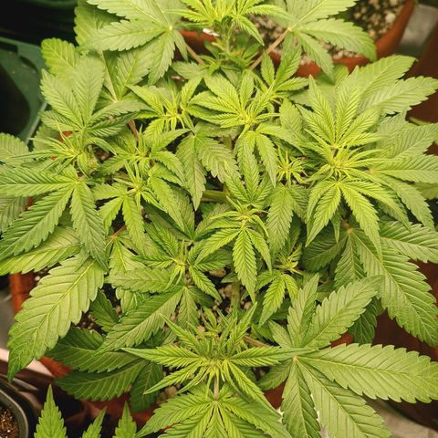 Sour Diesel growlog timeline photo