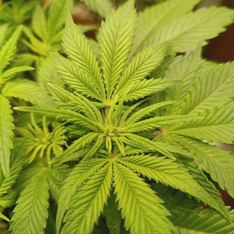 Sour Diesel growlog timeline photo