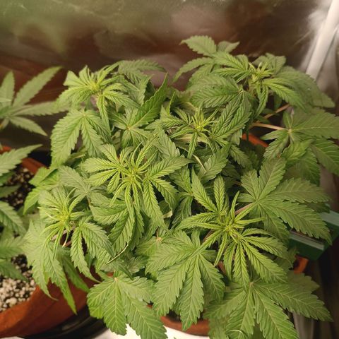 Sour Diesel growlog timeline photo