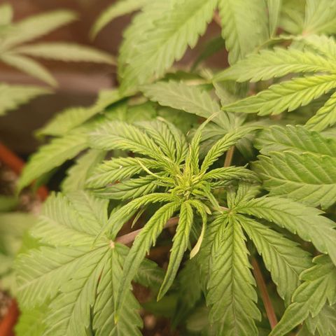Sour Diesel growlog timeline photo