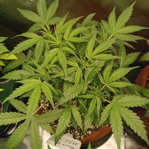 Sour Diesel growlog timeline photo