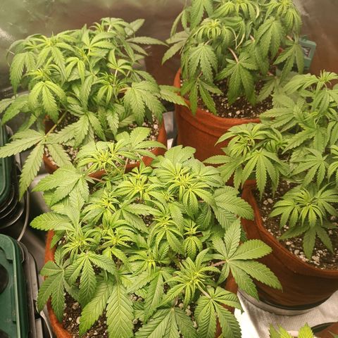 Sour Diesel growlog timeline photo