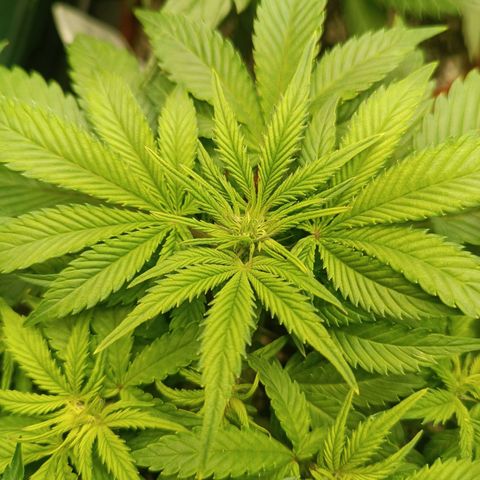 Sour Diesel growlog timeline photo