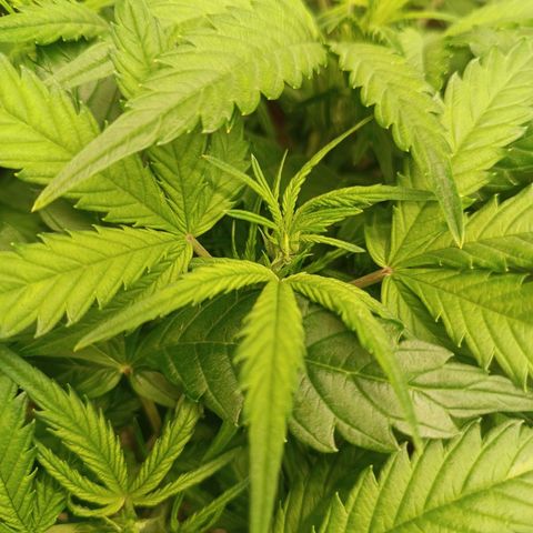 Sour Diesel growlog timeline photo