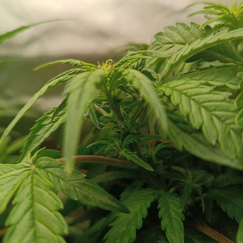 Sour Diesel growlog timeline photo