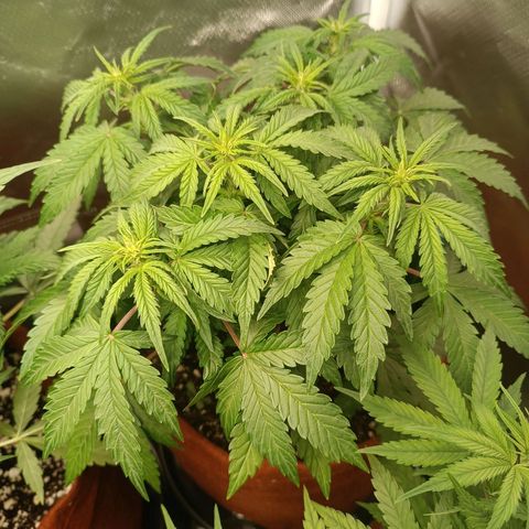 Sour Diesel growlog timeline photo