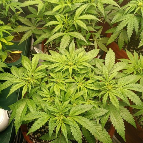 Sour Diesel growlog timeline photo