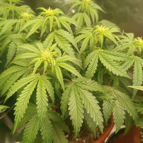 Sour Diesel growlog timeline photo