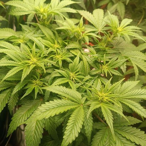 Sour Diesel growlog timeline photo