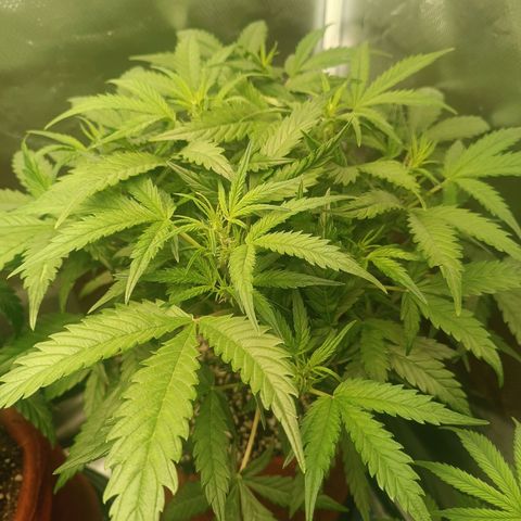 Sour Diesel growlog timeline photo