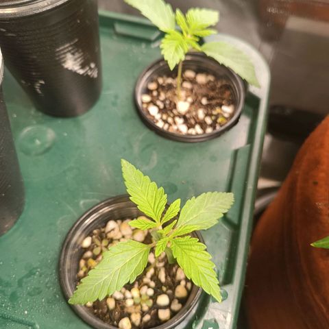 Power Girl 1 growlog timeline photo